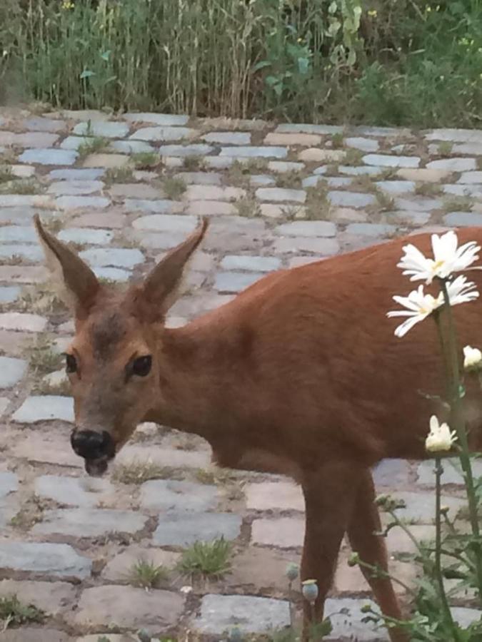 Slaaphuisje Het Vliegend Varken Genk Kültér fotó